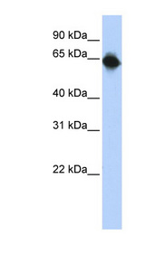 STAU1 / Staufen Antibody - STAU1 / Staufen antibody Western blot of Transfected 293T cell lysate. This image was taken for the unconjugated form of this product. Other forms have not been tested.