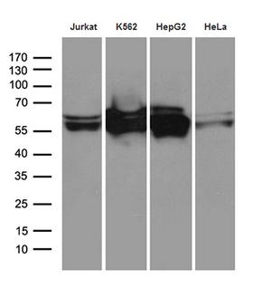 STAU1 / Staufen Antibody - Western blot analysis of extracts. (35ug) from 4 different cell lines by using anti-STAU1 monoclonal antibody. (1:500)