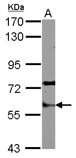 STAU1 / Staufen Antibody - Sample (30 ug of whole cell lysate) A: Raji 7.5% SDS PAGE STAU1 / Staufen antibody diluted at 1:1000