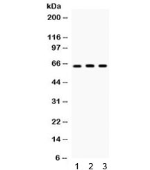 STAU1 / Staufen Antibody