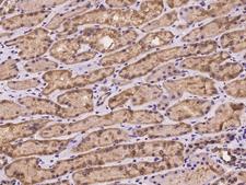 STAU1 / Staufen Antibody - Immunochemical staining of human STAU1 in human kidney with rabbit polyclonal antibody at 1:100 dilution, formalin-fixed paraffin embedded sections.