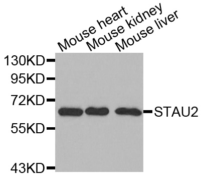 STAU2 Antibody - Western blot analysis of extracts of various cell lines.