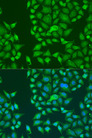 STAU2 Antibody - Immunofluorescence analysis of U2OS cells using STAU2 antibody at dilution of 1:100. Blue: DAPI for nuclear staining.