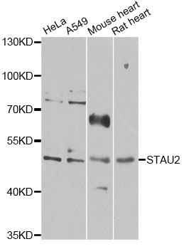 STAU2 Antibody - Western blot analysis of extracts of various cell lines, using STAU2 antibody at 1:1000 dilution. The secondary antibody used was an HRP Goat Anti-Rabbit IgG (H+L) at 1:10000 dilution. Lysates were loaded 25ug per lane and 3% nonfat dry milk in TBST was used for blocking. An ECL Kit was used for detection and the exposure time was 30s.
