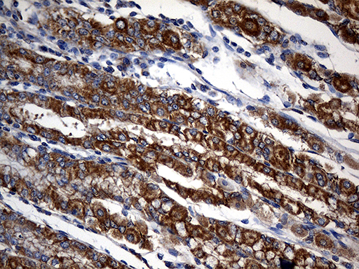 STBD1 Antibody - Immunohistochemical staining of paraffin-embedded Human gastric tissue within the normal limits using anti-STBD1 mouse monoclonal antibody. (Heat-induced epitope retrieval by 1mM EDTA in 10mM Tris buffer. (pH8.5) at 120°C for 3 min. (1:2000)