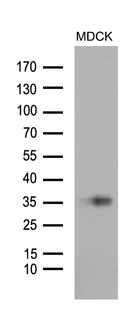 STC1 / Stanniocalcin Antibody - Western blot analysis of extracts. (35ug) from MDCK cell line by using anti-STC1 monoclonal antibody. (1:500)