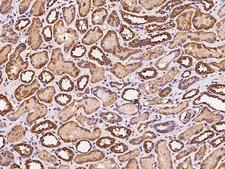 STC1 / Stanniocalcin Antibody - Immunochemical staining of human STC1 in human kidney with rabbit polyclonal antibody at 1:200 dilution, formalin-fixed paraffin embedded sections.