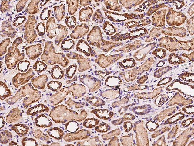 STC1 / Stanniocalcin Antibody - Immunochemical staining of human STC1 in human kidney with rabbit polyclonal antibody at 1:200 dilution, formalin-fixed paraffin embedded sections.
