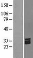 STC1 / Stanniocalcin Protein - Western validation with an anti-DDK antibody * L: Control HEK293 lysate R: Over-expression lysate