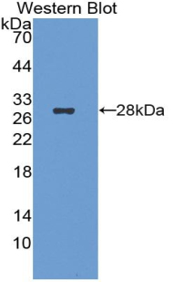 STC2 / Stanniocalcin 2 Antibody - Western Blot; Sample: Recombinant protein.