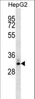 STC2 / Stanniocalcin 2 Antibody - STC2 Antibody western blot of HepG2 cell line lysates (35 ug/lane). The STC2 antibody detected the STC2 protein (arrow).