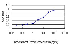 STI1 / STIP1 Antibody - Detection limit for recombinant GST tagged STIP1 is approximately 0.1 ng/ml as a capture antibody.