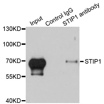 STI1 / STIP1 Antibody - Immunoprecipitation analysis of 200ug extracts of HeLa cells.