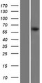 STI1 / STIP1 Protein - Western validation with an anti-DDK antibody * L: Control HEK293 lysate R: Over-expression lysate