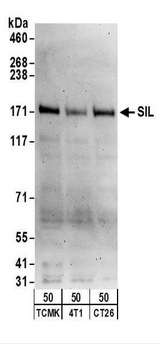 STIL Antibody - Detection of Mouse SIL by Western Blot. Samples: Whole cell lysate (50 ug) from TCMK-1, 4T1, and CT26.WT cells. Antibodies: Affinity purified rabbit anti-SIL antibody used for WB at 0.1 ug/ml. Detection: Chemiluminescence with an exposure time of 3 minutes.
