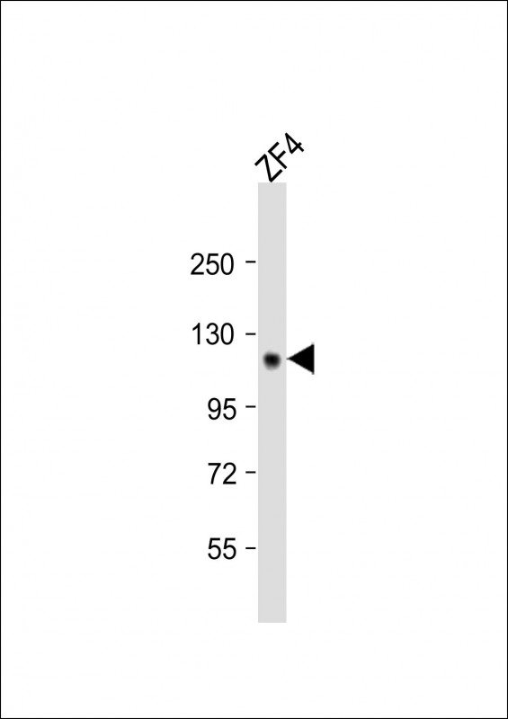 STIL Antibody - Anti-Zebrafish stil Antibody (C-term)at 1:2000 dilution + ZF4 whole cell lysates Lysates/proteins at 20 ug per lane. Secondary Goat Anti-Rabbit IgG, (H+L), Peroxidase conjugated at 1:10000 dilution. Predicted band size: 138 kDa. Blocking/Dilution buffer: 5% NFDM/TBST.