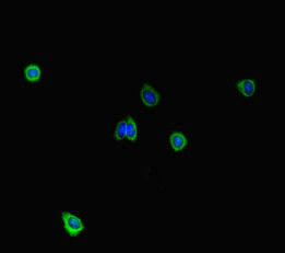 STIL Antibody - Immunofluorescent analysis of HepG2 cells diluted at 1:100 and Alexa Fluor 488-congugated AffiniPure Goat Anti-Rabbit IgG(H+L)