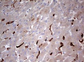 STK11 / LKB1 Antibody - IHC of paraffin-embedded Human liver tissue using anti-STK11 mouse monoclonal antibody. (Heat-induced epitope retrieval by 10mM citric buffer, pH6.0, 120°C for 3min).