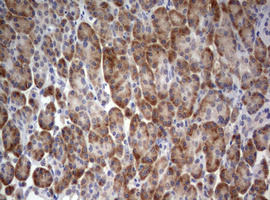 STK11 / LKB1 Antibody - IHC of paraffin-embedded Human pancreas tissue using anti-STK11 mouse monoclonal antibody. (Heat-induced epitope retrieval by 10mM citric buffer, pH6.0, 120°C for 3min).