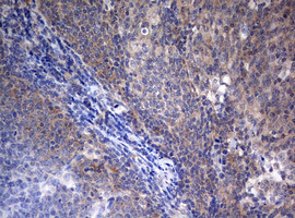 STK11 / LKB1 Antibody - IHC of paraffin-embedded Human tonsil using anti-STK11 mouse monoclonal antibody. (Heat-induced epitope retrieval by 10mM citric buffer, pH6.0, 120°C for 3min).