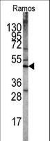 STK11 / LKB1 Antibody - Western blot of STK11 Antibody (N-term V34) in Ramos cell line lysates. STK11 was detected using the purified antibody.