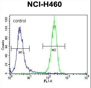 STK11 / LKB1 Antibody - STK11 (LKB1) Antibody (N-term V34) flow cytometry of NCI-H460 cells (right histogram) compared to a negative control cell (left histogram). FITC-conjugated goat-anti-rabbit secondary antibodies were used for the analysis.