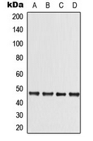 STK11 / LKB1 Antibody - Western blot analysis of LKB1 expression in A431 (A); DLD (B); Raw264.7 (C); PC12 (D) whole cell lysates.
