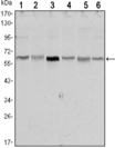 STK11 / LKB1 Antibody - Western blot using STK11 mouse monoclonal antibody against NIH/3T3 (1),Raw246.7 (2), COS7 (3), Jurkat (4), HEK293 (5) and A431 (6) cell lysate.