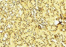 STK11 / LKB1 Antibody - 1:100 staining mouse liver tissue by IHC-P. The sample was formaldehyde fixed and a heat mediated antigen retrieval step in citrate buffer was performed. The sample was then blocked and incubated with the antibody for 1.5 hours at 22°C. An HRP conjugated goat anti-rabbit antibody was used as the secondary.