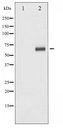 STK11 / LKB1 Antibody - Western blot of LKB1 phosphorylation expression in PMA treated HeLa whole cell lysates,The lane on the left is treated with the antigen-specific peptide.