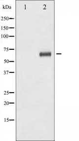 STK11 / LKB1 Antibody - Western blot analysis of LKB1 phosphorylation expression in PMA treated HeLa whole cells lysates. The lane on the left is treated with the antigen-specific peptide.
