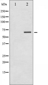 STK11 / LKB1 Antibody - Western blot analysis of LKB1 phosphorylation expression in PMA treated NIH-3T3 whole cells lysates. The lane on the left is treated with the antigen-specific peptide.