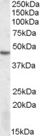 STK17B / DRAK2 Antibody - STK17B antibody (1 ug/ml) staining of MOLT4 lysate (35 ug protein/ml in RIPA buffer). Primary incubation was 1 hour. Detected by chemiluminescence.