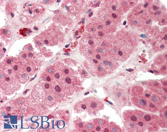 STK19 Antibody - Anti-STK19 antibody IHC staining of human adrenal. Immunohistochemistry of formalin-fixed, paraffin-embedded tissue after heat-induced antigen retrieval. Antibody concentration 5 ug/ml.  This image was taken for the unconjugated form of this product. Other forms have not been tested.