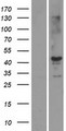 STK19 Protein - Western validation with an anti-DDK antibody * L: Control HEK293 lysate R: Over-expression lysate