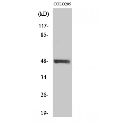 STK24 / MST3 Antibody - Western blot of MST-3 antibody