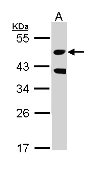 STK24 / MST3 Antibody - Sample (30 ug of whole cell lysate). A: Raji. 10% SDS PAGE. STK24 / MST3 antibody diluted at 1:1000.