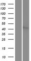 STK24 / MST3 Protein - Western validation with an anti-DDK antibody * L: Control HEK293 lysate R: Over-expression lysate