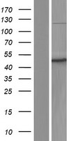 STK24 / MST3 Protein - Western validation with an anti-DDK antibody * L: Control HEK293 lysate R: Over-expression lysate