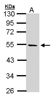 STK25 Antibody - Sample (30 ug of whole cell lysate). A: Hela S3. 10% SDS PAGE. YSK1 / STK25 antibody diluted at 1:1000