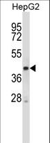 STK25 Antibody - Mouse Stk25 Antibody western blot of HepG2 cell line lysates (35 ug/lane). The Stk25 antibody detected the Stk25 protein (arrow).