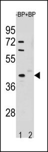 STK25 Antibody - Western blot of STK25 Antibody antibody pre-incubated without(lane 1) and with(lane 2) blocking peptide in A549 cell line lysate. STK25 Antibody (arrow) was detected using the purified antibody.