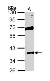 STK26 / MST4 Antibody - Sample (30 ug of whole cell lysate). A: Raji. 10% SDS PAGE. MST4 antibody diluted at 1:1000.