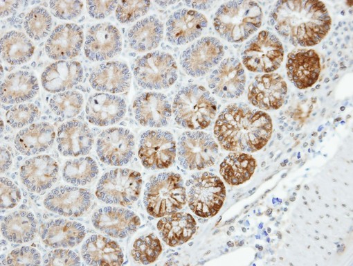 STK26 / MST4 Antibody - IHC of paraffin-embedded Small intestine using MST4 antibody at 1:100 dilution.