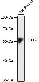 STK26 / MST4 Antibody - Western blot analysis of extracts of rat thymus using STK26 Polyclonal Antibody at dilution of 1:1000.