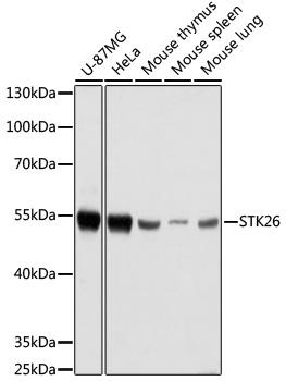 STK26 / MST4 Antibody - Western blot analysis of extracts of various cell lines using STK26 Polyclonal Antibody at dilution of 1:1000.