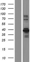 STK26 / MST4 Protein - Western validation with an anti-DDK antibody * L: Control HEK293 lysate R: Over-expression lysate
