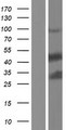 STK26 / MST4 Protein - Western validation with an anti-DDK antibody * L: Control HEK293 lysate R: Over-expression lysate