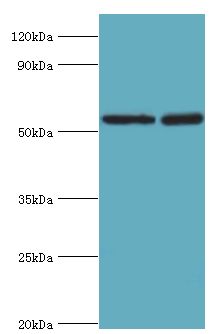 STK3 Antibody - Western blot. All lanes: Serine/threonine-protein kinase 3 antibody at 8 ug/ml. Lane 1: HeLa whole cell lysate. Lane 2: NIH3T3 whole cell lysate. Secondary antibody: Goat polyclonal to rabbit at 1:10000 dilution. Predicted band size: 56 kDa. Observed band size: 56 kDa.