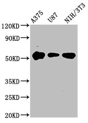 STK3 Antibody - Western Blot Positive WB detected in: A375 whole cell lysate, U87 whole cell lysate, NIH/3T3 whole cell lysate All lanes: STK3 antibody at 3.4µg/ml Secondary Goat polyclonal to rabbit IgG at 1/50000 dilution Predicted band size: 57, 60 kDa Observed band size: 57 kDa